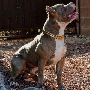 THE R.I.C.O. Luxury Gold Cuban Link Dog Collar