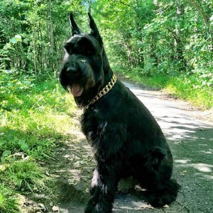 THE R.I.C.O. Luxury Gold Cuban Link Dog Collar